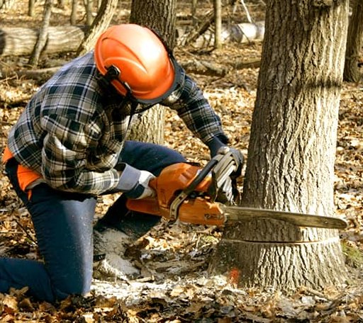 Tree Removal in Lake, MI